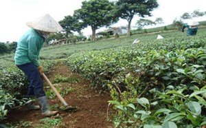 Giữ vệ sinh nương chè: Biện pháp đơn giản mà hiệu quả trong phòng trừ sâu bệnh