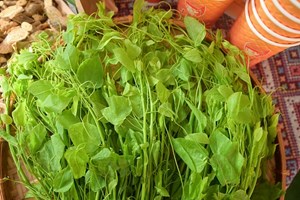 Trà sữa bò khai: Hành trình biến rau rừng Lạng Sơn thành thức uống độc đáo