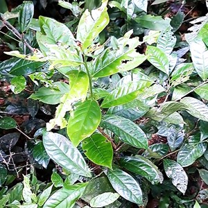 Giống chè Shan tuyết cổ thụ quý hiếm được tìm thấy tại thượng nguồn sông Hương