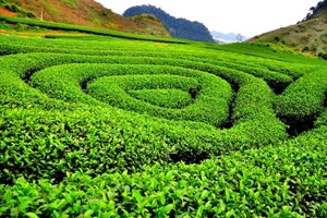 Chè Việt vươn ra thế giới: Nghị quyết 59 làm “cầu nối” văn hóa