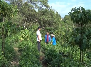 Cây che bóng: Tấm lá chắn tự nhiên bảo vệ nương chè