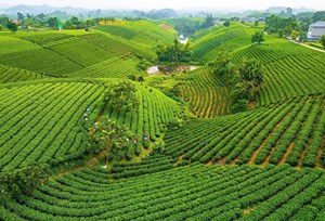 La Bằng trước thềm Festival Trà Quốc tế 2026
