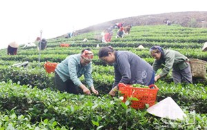 Văn Hán: Ứng dụng khoa học kỹ thuật nâng cao giá trị sản xuất chè