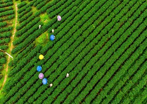 Chè Đường Hoa: Hương vị của núi đồi hòa quyện cùng gió biển