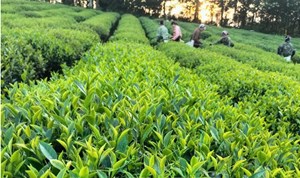 Polyphenol trong trà xanh Thái Nguyên cho cơ thể khỏe mạnh