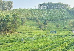 Giữ cân bằng sinh thái – Nâng tầm thương hiệu chè Việt