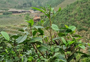 Đánh thức giá trị lá chè già ở Bản Liền