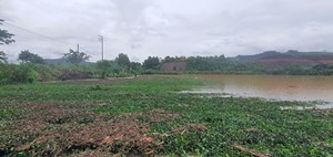 Bảo vệ vườn chè sau lũ: 5 sai lầm không nên mắc phải