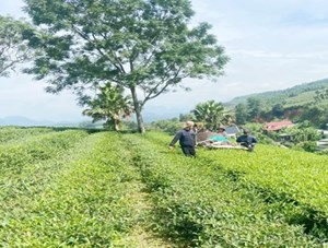 Xã Minh Đài khẳng định vị thế với cây chè chủ lực