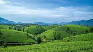 Trà xanh: “Ngôi sao tăng trưởng” trong kỷ nguyên sống xanh