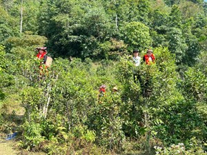 Liên kết ba nhà giúp chè Bình An đổi thay và phát triển bền vững