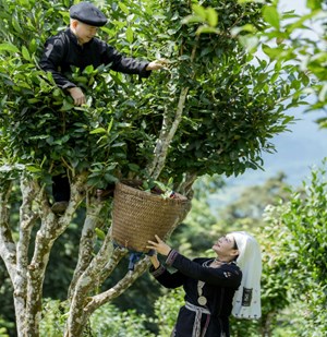 Nâng tầm thương hiệu chè Shan tuyết Hồng Thái
