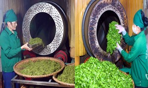 Chè Việt và cuộc cách mạng chế biến: Sáng tạo để vượt giới hạn tự nhiên