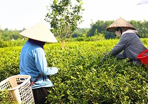 Tinh hoa chè Thái Nguyên và những làng nghề giữ lửa nông thôn