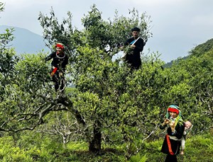 Chè Shan Tuyết Cao Bồ: Hương vị đặc trưng của vùng cao Tuyên Quang