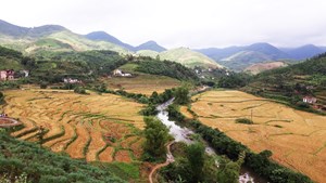 Quảng Ninh tổ chức lễ hội "Mùa vàng vùng cao Đại Dực"