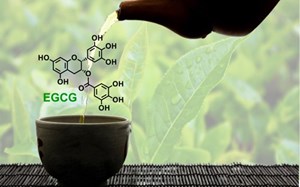 Epigallocatechin gallate (EGCG) trong trà xanh: Hoạt chất chống oxy hóa và điều trị viêm