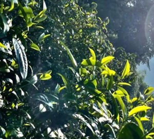 Trà thu: Nốt trầm tinh tế trong bản giao hưởng bốn mùa