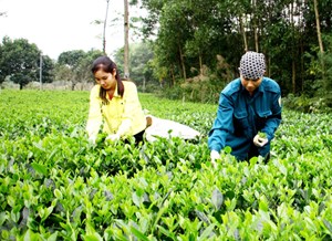 Hương vị bốn mùa trong một chén trà