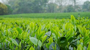 Không gian văn hóa trà Tân Cương: Đưa di sản trăm năm vào nhịp sống số