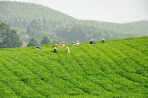 Phát triển vùng chè bền vững tại Tuyên Quang