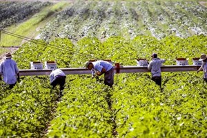 Kinh tế tuần hoàn trong nông nghiệp: Từ phế phẩm thành tài nguyên