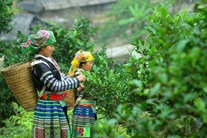 Phát triển vùng chè gắn với du lịch sinh thái, trải nghiệm ở Yên Bái