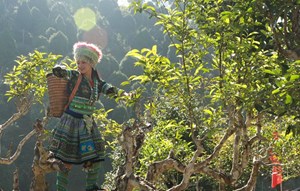 Bảo tồn và phát triển chè Shan cổ thụ bền vững ở Lào Cai