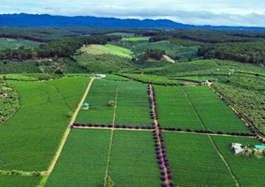 World Tea Fest 2025: Lan tỏa “Trà Việt – Hồn Việt” ra thế giới