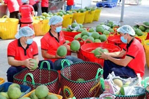 Liên kết chuỗi giá trị: Chìa khóa nâng tầm nông sản Việt