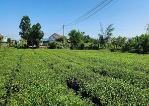 Cây chè: Bước đệm cho khát vọng vươn lên của đồng bào DTTS ở Quảng Ninh