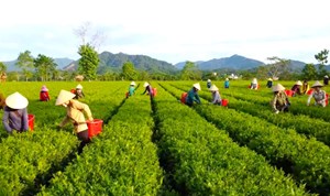 Trồng chè VietGAP giúp bà con Sơn Tây nâng cao thu nhập