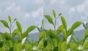 Mùa thu – Mùa gặt hương sắc của trà Việt