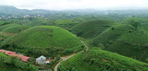 Minh Đài xây dựng “thủ phủ chè” chất lượng cao giữa miền núi Phú Thọ