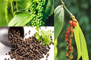 Hồ tiêu Việt Nam bứt phá: 10 tháng vượt mốc 1,39 tỷ USD, áp sát kỷ lục lịch sử