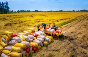 Giá gạo xuất khẩu Việt Nam dẫn đầu khu vực: Cơ hội và thách thức?
