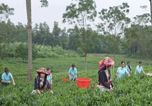 Chè hữu cơ: Hướng đi mới của xã Quân Chu