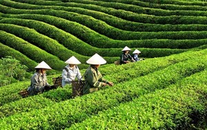 Xuất khẩu chè Việt Nam tháng 10/2024 tăng trở lại