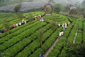 Hiện đại hóa nghề chè: Tinh thần mới trên những đồi trà Thái Nguyên