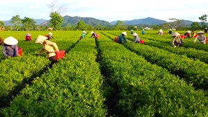 Việt Nam – Thái Lan: Quan hệ thương mại chiến lược và dư địa tăng trưởng của ngành chè