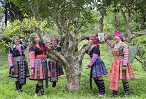 Trà Shan Tuyết: Di sản sống giữa đại ngàn Tây Bắc