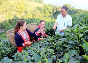 Tân Lập: Phát triển cây chè Shan tuyết thành thế mạnh kinh tế chủ lực