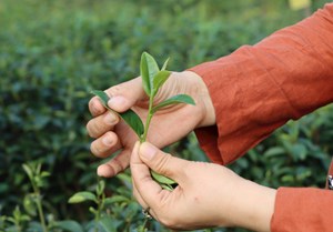 Phát triển bền vững ngành chè Việt Nam: Đổi mới giống, kỹ thuật canh tác và hướng đến chất lượng cao
