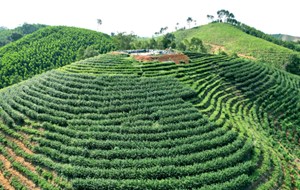 Thọ Bình: Biến đồi cằn thành “vàng xanh”, thu hàng trăm triệu mỗi năm