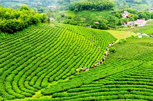 Ngành trà Việt Nam 2030: Cơ hội và thách thức trên bản đồ thế giới