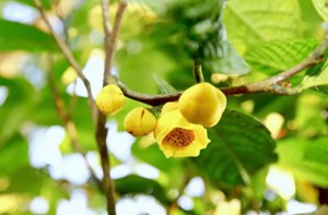 Trà hoa vàng Lợi Bác: Sắc vàng mở lối kinh tế xanh vùng cao