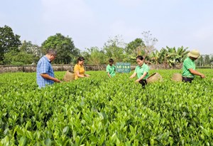 Thái Nguyên: Trồng mới, trồng lại trên 430ha chè