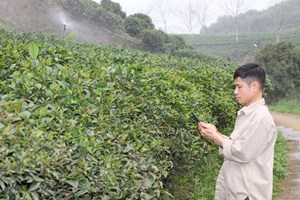 Hương vị và giá trị dược liệu từ chè tím Thái Nguyên