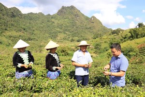 Cây chè: Điểm tựa phát triển kinh tế ở Lai Châu