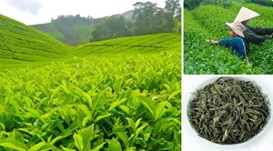 Chè xanh: “Mỏ vàng” giá trị cao mà Việt Nam chưa khai thác hết